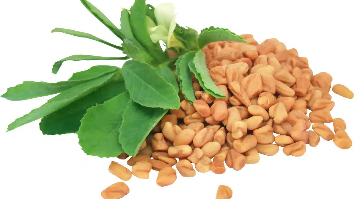 Stop Hair Fall in two weeks, try fenugreek-curry oil!