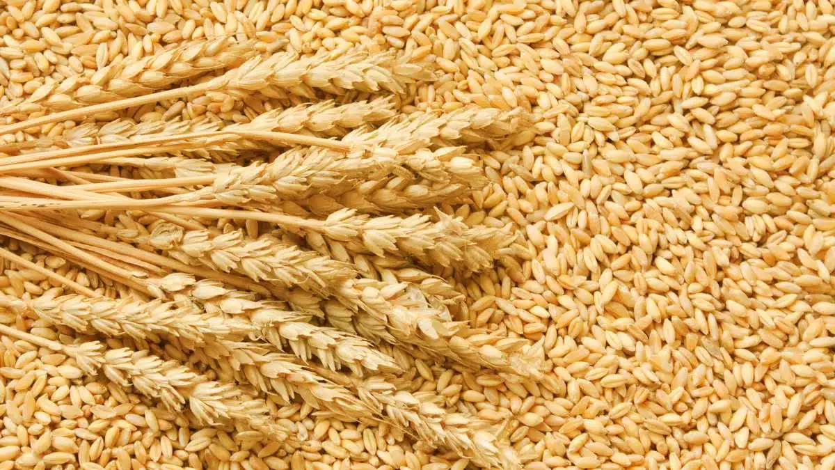 Wheat can cause weight gain: eat in moderation.