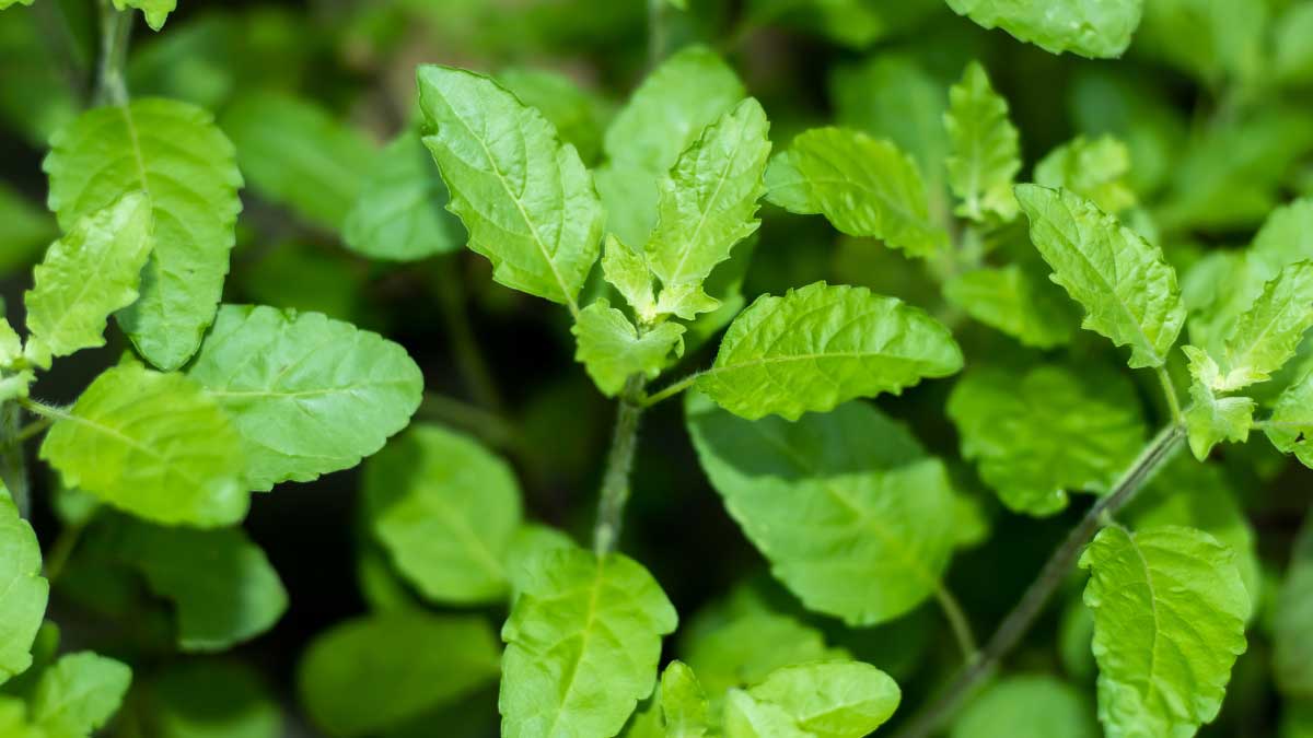 When should a lamp not be lit in Tulsi plant Know the correct rule