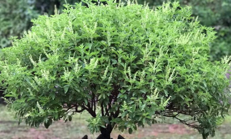 When should a lamp not be lit in Tulsi plant Know the correct rule