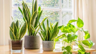Diwali 2024: 5 auspicious plants to plant in the house this festival