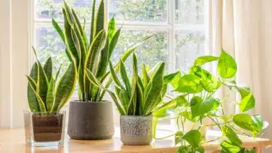 Diwali 2024: 5 auspicious plants to plant in the house this festival