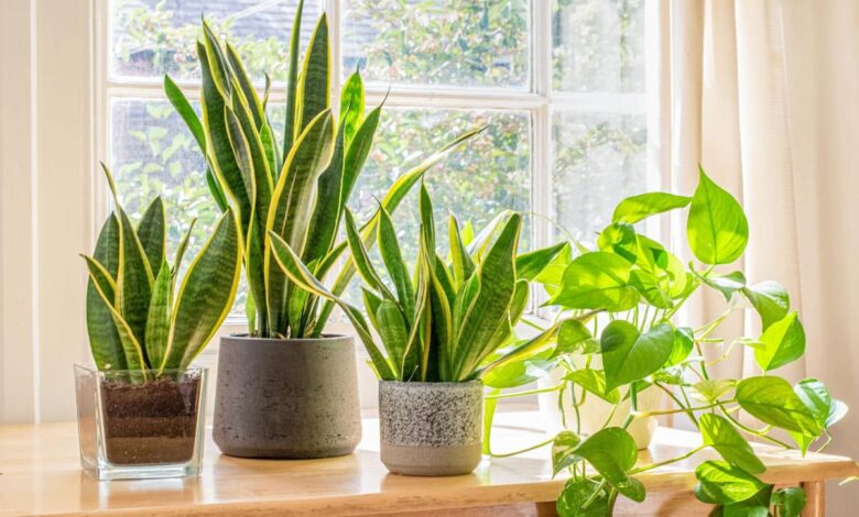 Diwali 2024: 5 auspicious plants to plant in the house this festival