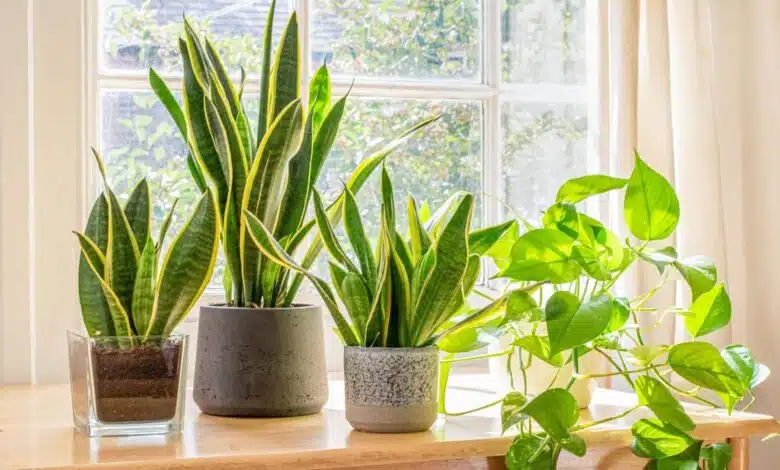 Diwali 2024: 5 auspicious plants to plant in the house this festival