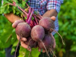 Information related to beetroot cultivation