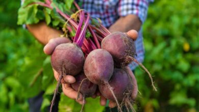 Information related to beetroot cultivation