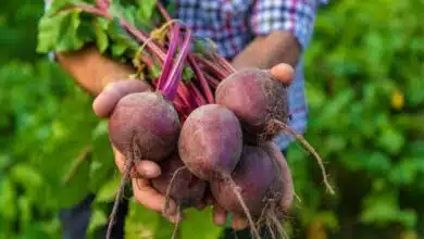 Information related to beetroot cultivation