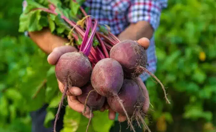 Information related to beetroot cultivation