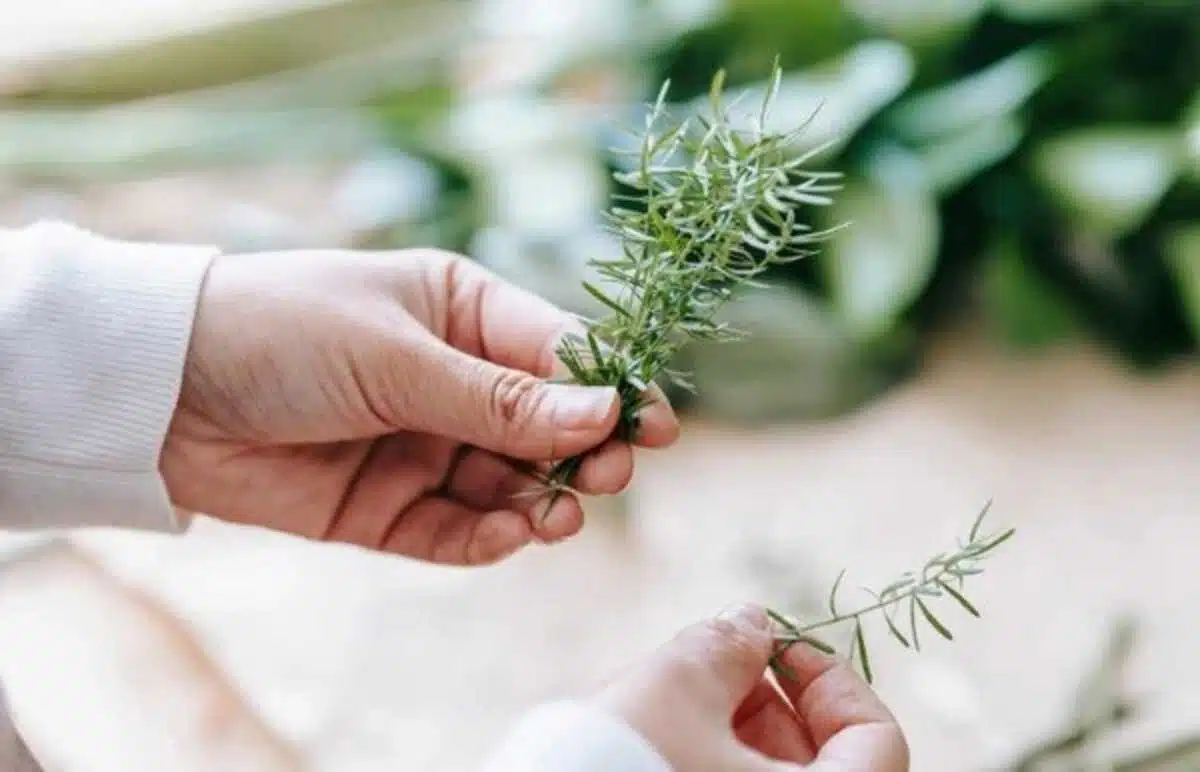 Benefits and Uses of Rosemary Oil