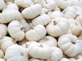 Can You Eat White Pumpkins Raw?