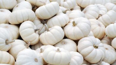 Can You Eat White Pumpkins Raw?