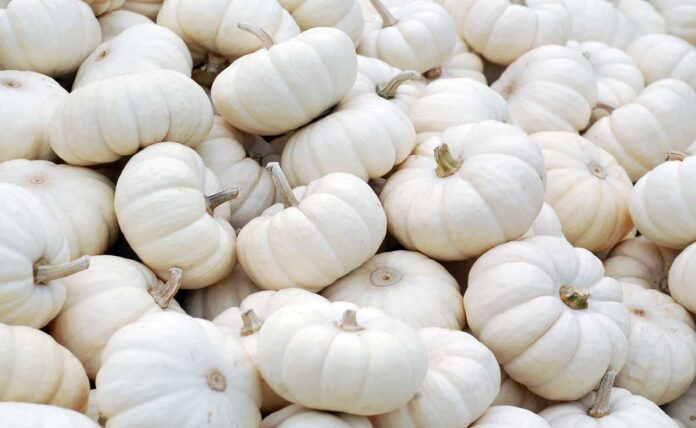 Can You Eat White Pumpkins Raw?