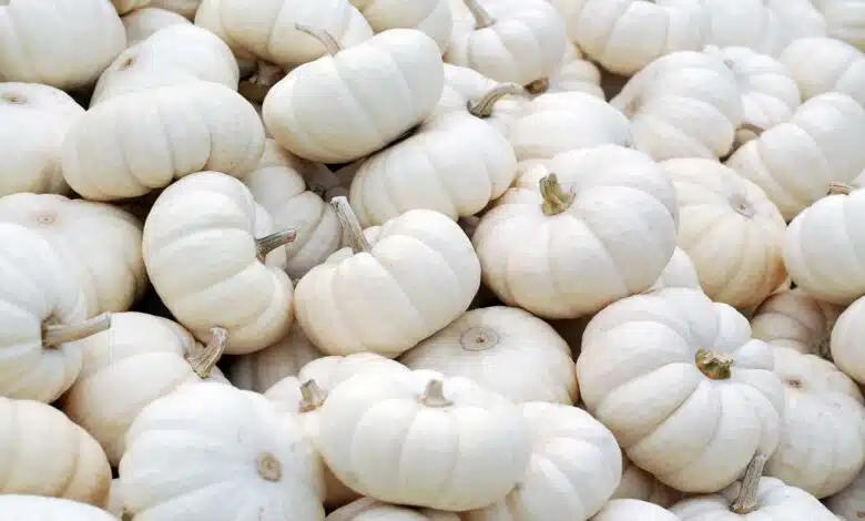 Can You Eat White Pumpkins Raw?