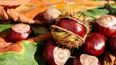 Diabetes: Consume this dry fruit to reduce high blood sugar level