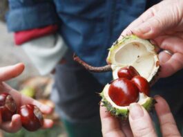 Chestnuts for heart health