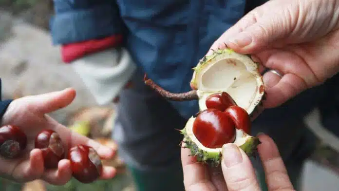 Chestnuts for heart health