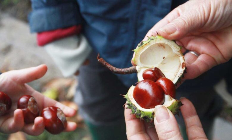 Chestnuts for heart health