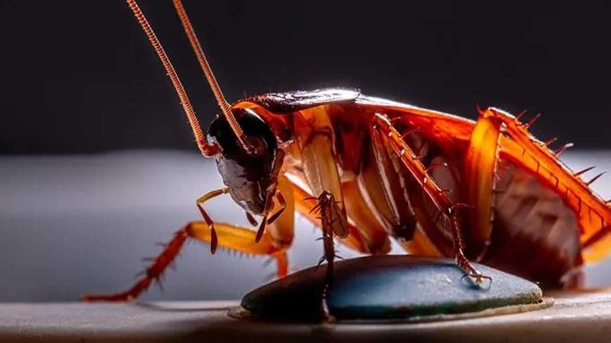 Delhi doctors save man life by removing live cockroach from his intestines