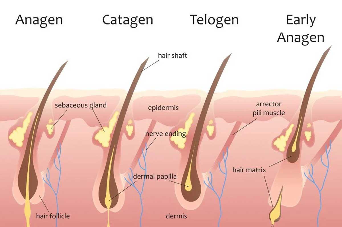 Hair Fall Causes, Effects and Solutions