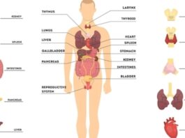 Why are Humans known as Homo sapiens?