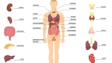 Why are Humans known as Homo sapiens?