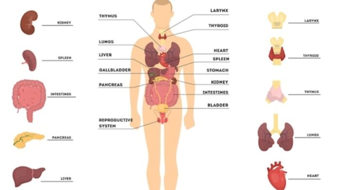 Why are Humans known as Homo sapiens?