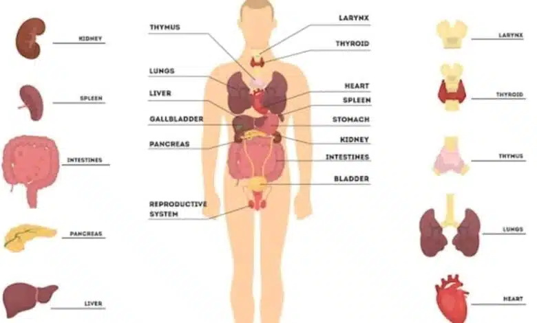 Why are Humans known as Homo sapiens?
