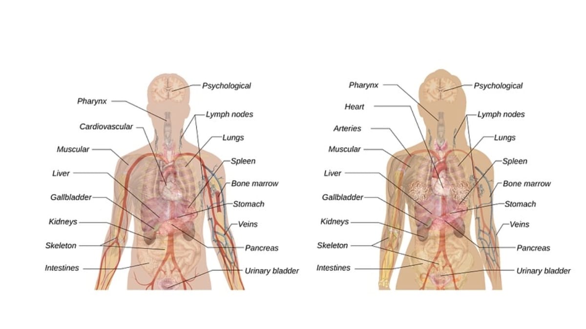 Why are Humans known as Homo sapiens?