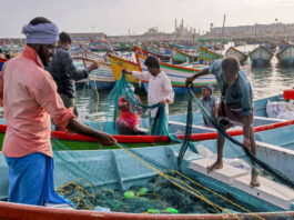 Sri Lanka: Navy caught 12 Indian fishermen, total 462 arrests this year