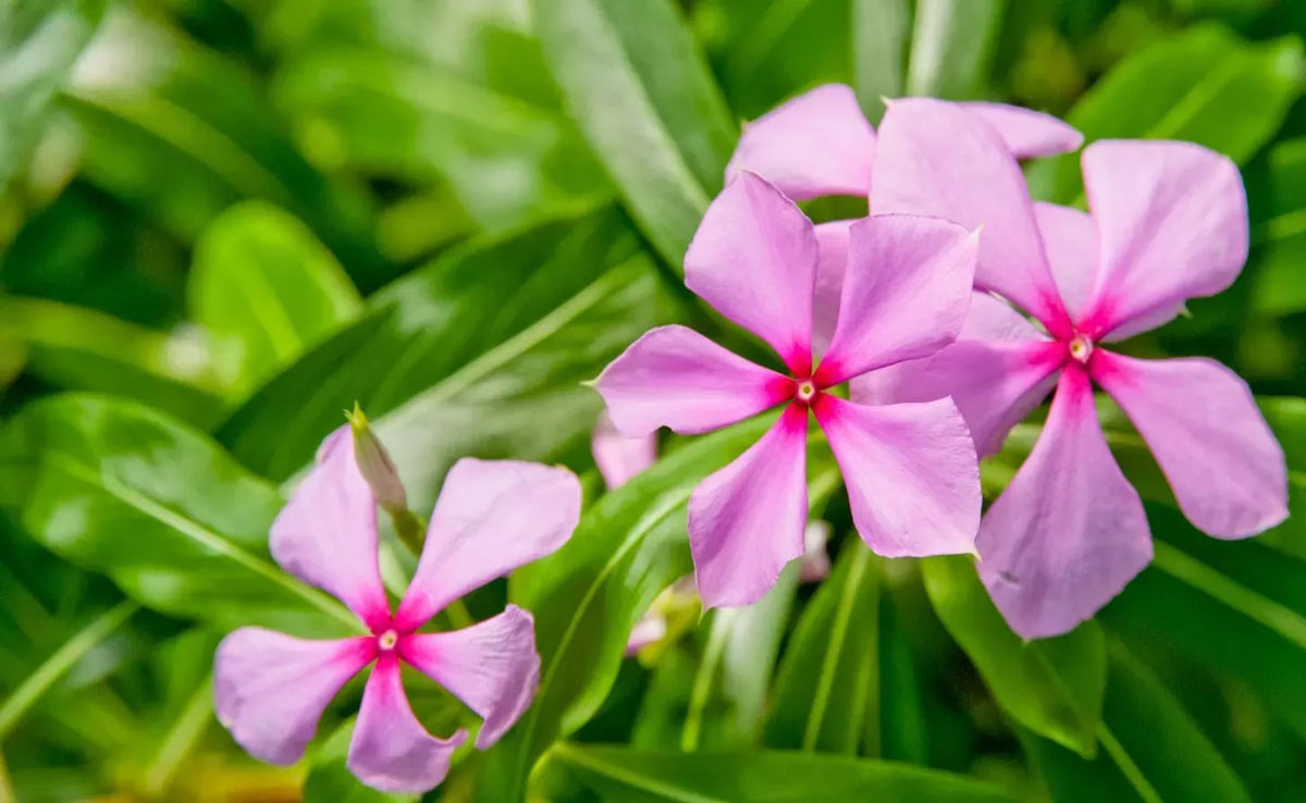 These 5 flowers can help in reducing blood sugar level