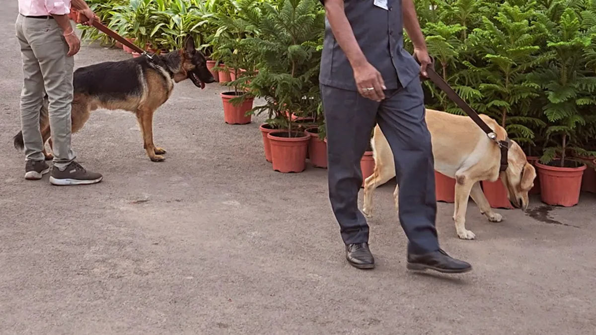 
Gujarat: Around 10 top hotels of Rajkot received bomb threat through email, search continues