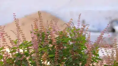 Offer 3 things to Tulsi in Kartik and get wealth!
