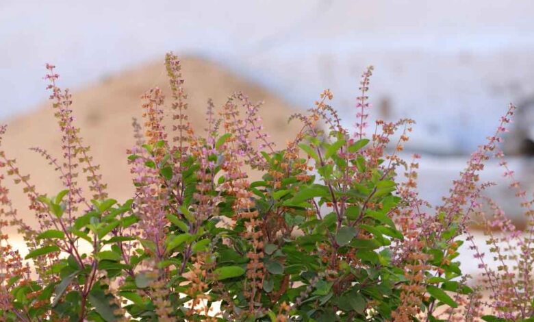 Offer 3 things to Tulsi in Kartik and get wealth!