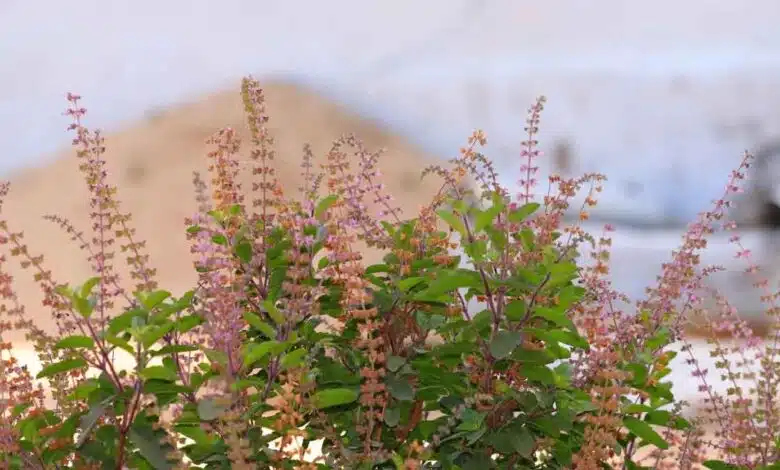 Offer 3 things to Tulsi in Kartik and get wealth!