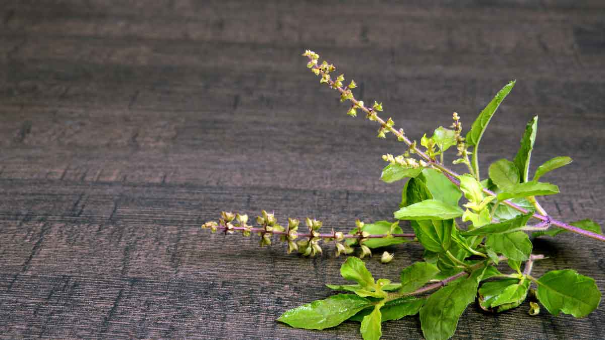 Offer 3 things to Tulsi in Kartik and get wealth!