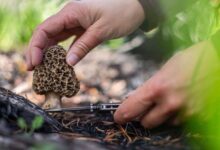 What Are the Risks of Eating Poisonous Mushrooms?