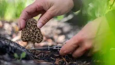 What Are the Risks of Eating Poisonous Mushrooms?