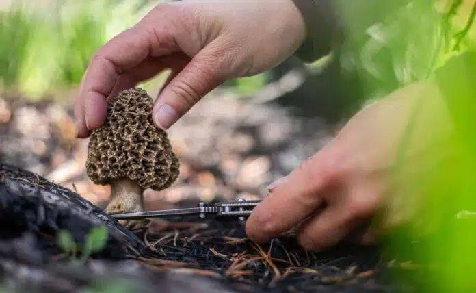 What Are the Risks of Eating Poisonous Mushrooms?