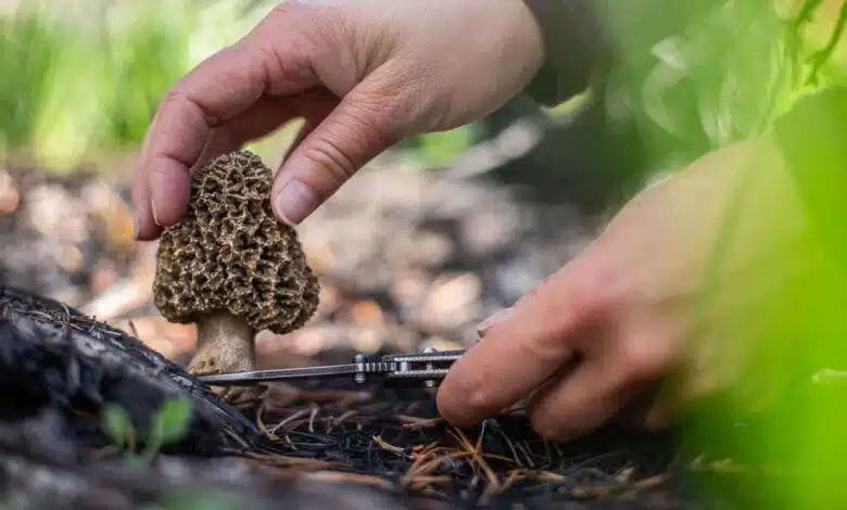 What Are the Risks of Eating Poisonous Mushrooms?