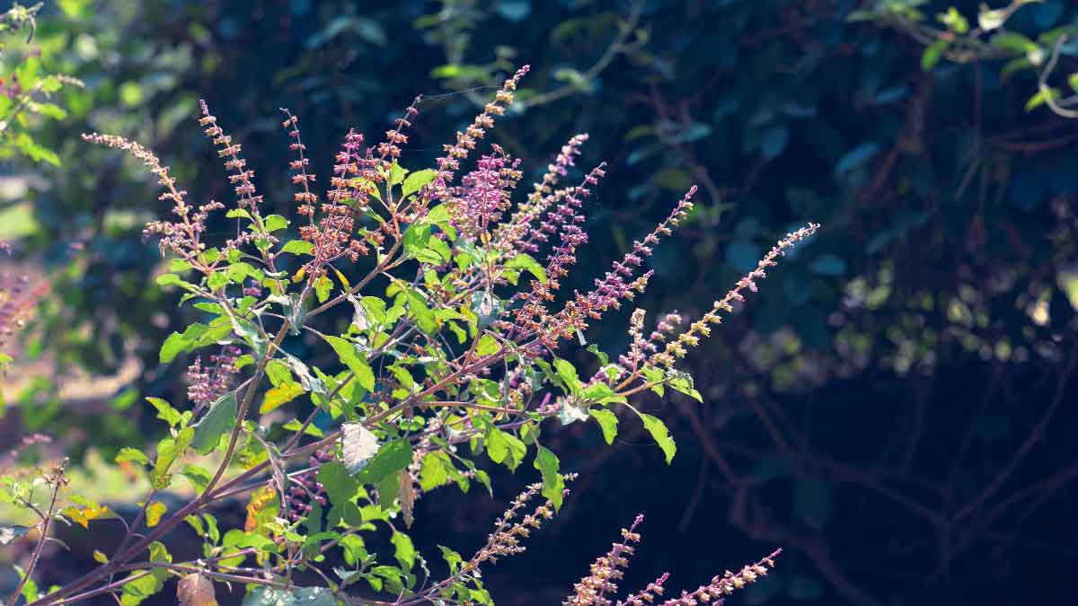 These 2 remedies of Tulsi Get a job immediately!