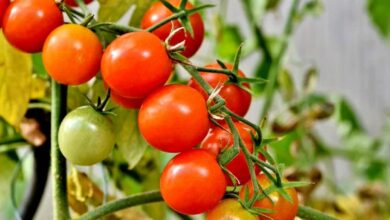 What happens if you eat tomatoes?
