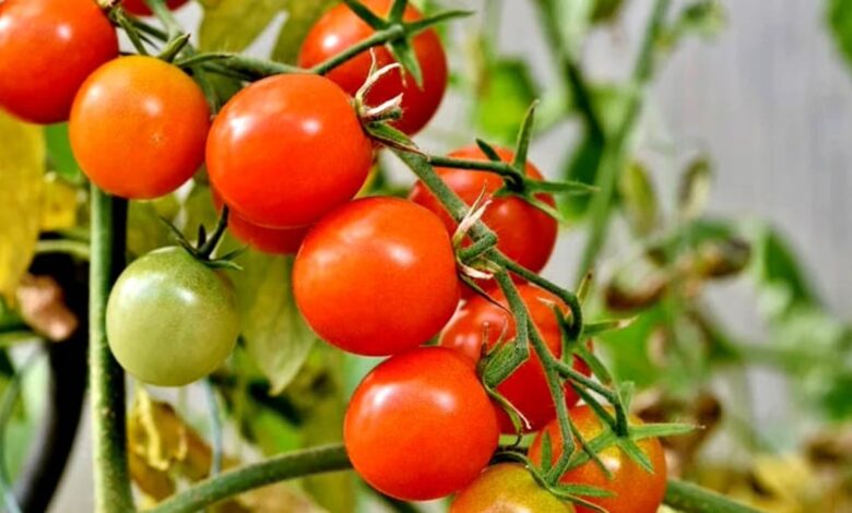 What happens if you eat tomatoes?