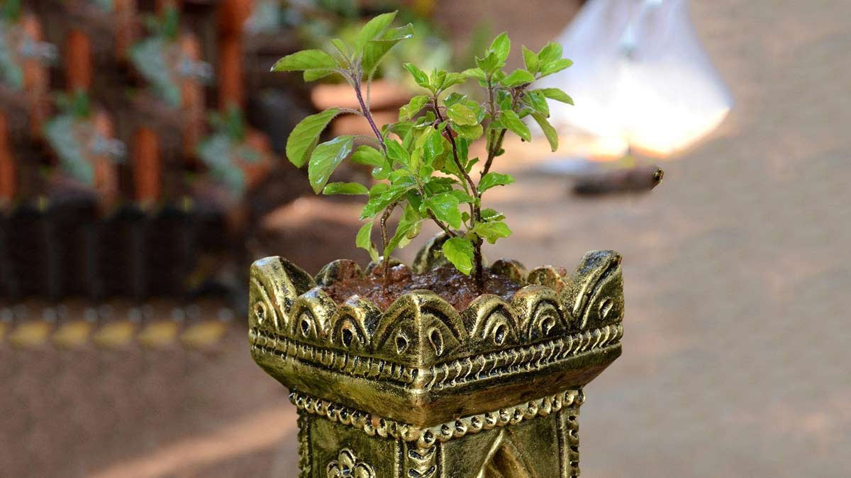 Tulsi Vivah 2024: Know date, auspicious time, significance and more
