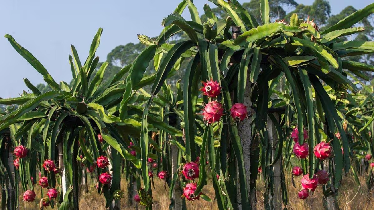 What are the benefits of eating dragon fruit