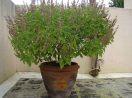 What should be done with dried Tulsi plant