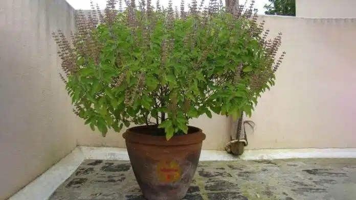 What should be done with dried Tulsi plant