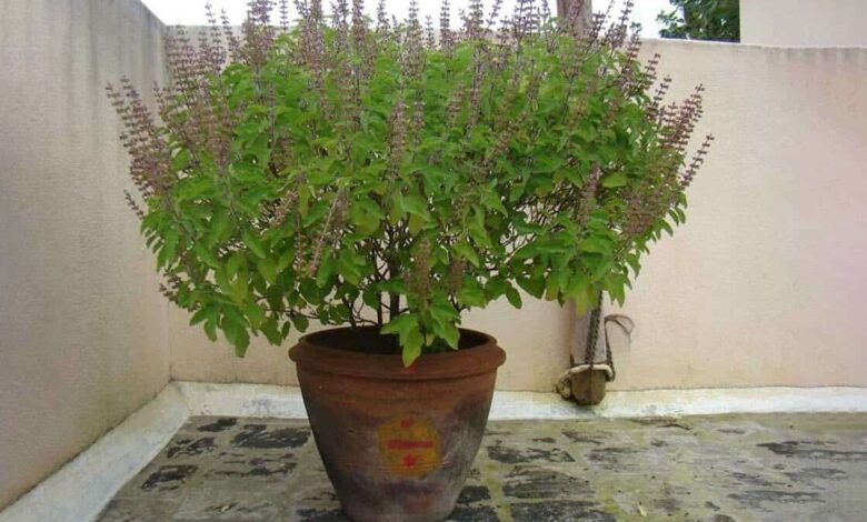 What should be done with dried Tulsi plant
