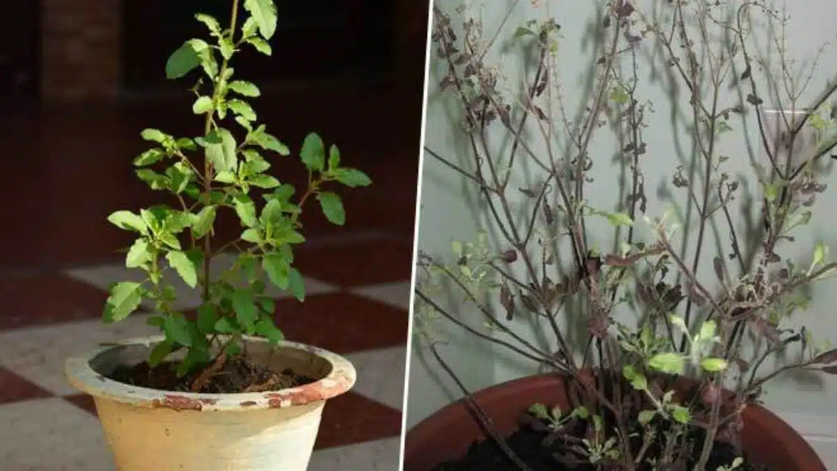 What should be done with dried Tulsi plant?