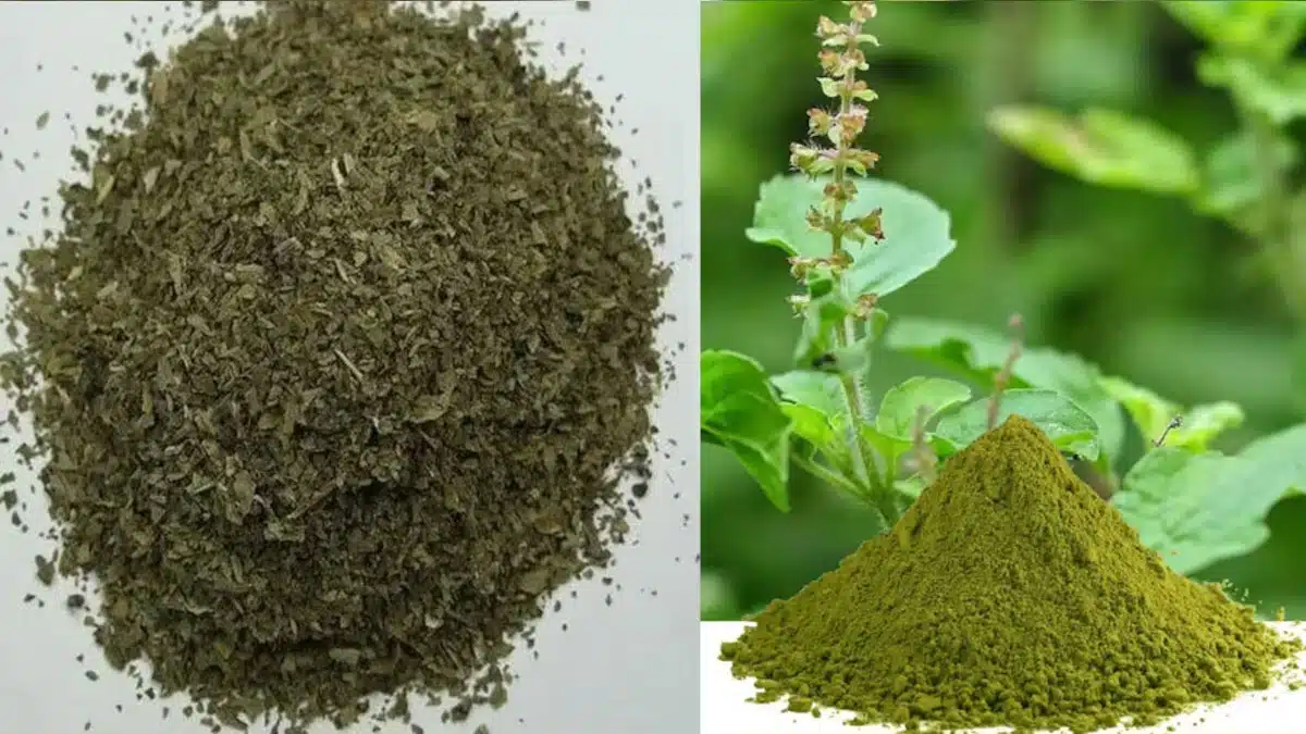 What should be done with dried Tulsi plant?