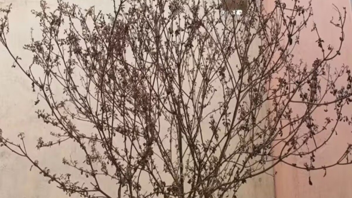 What should be done with dried Tulsi plant?